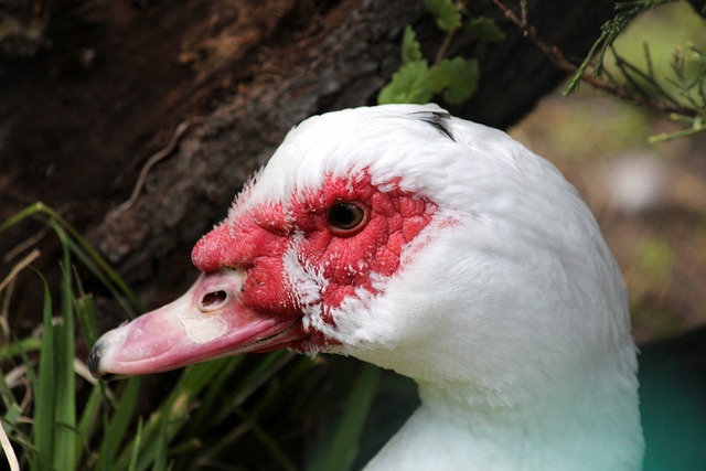 被认为未能 被认为未能